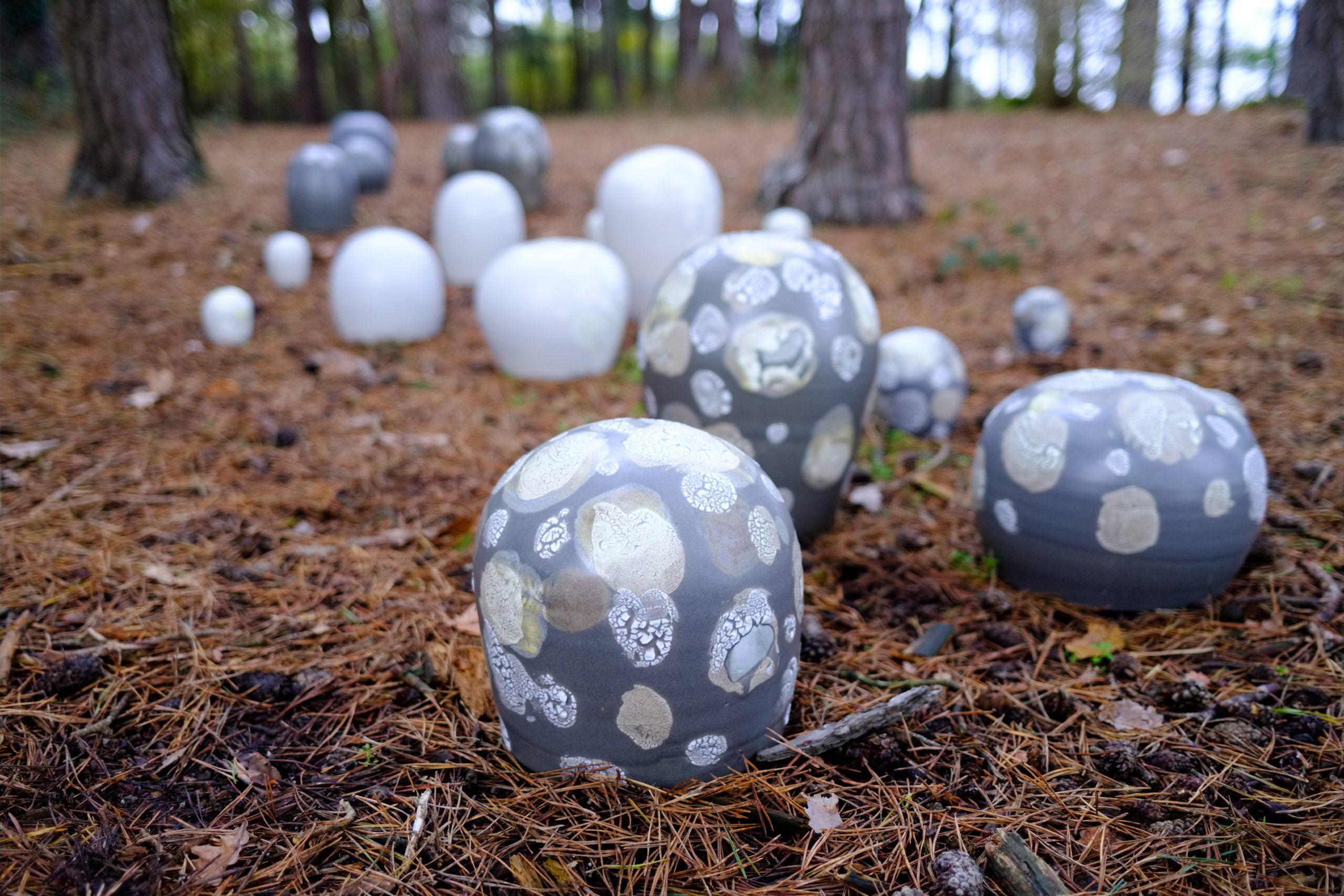 Lichen forms - Linda Bloomfield